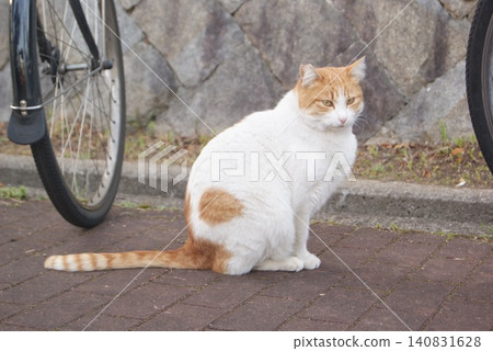 A brown and white cat on a bicycle and a stone wall A brown and white cat on a bicycle and a stone wall 140831628