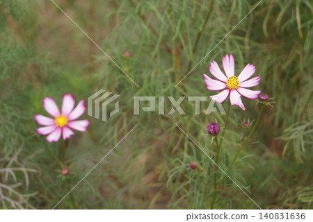 粉色的波斯菊,盛開在花園裡 粉色的波斯菊,盛開在花園裡 140831636