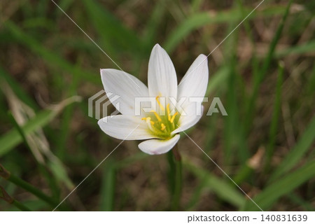 White Zephyranthes blooming in nature White Zephyranthes blooming in nature 140831639