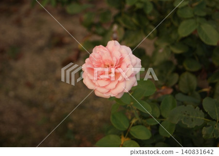 Pale pink roses blooming in the garden Pale pink roses blooming in the garden 140831642