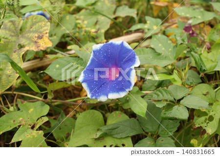 牽牛花,花瓣呈藍紫色,邊緣白色,露珠。 牽牛花,花瓣呈藍紫色,邊緣白色,露珠。 140831665