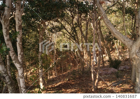 A mixed forest of birch trees and fallen leaves. A mixed forest of birch trees and fallen leaves. 140831687
