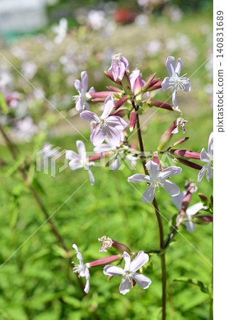 Saponaria (Caryophyllaceae family) Saponaria (Caryophyllaceae family) 140831689