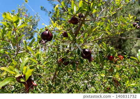 Wild pomegranate tree branch with ripening dark purple fruits under blue sky in a Mediterranean orchard Wild pomegranate tree branch with ripening dark purple fruits under blue sky in a Mediterranean orchard 140831732