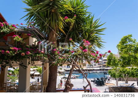 Large yucca palm tree and blooming pink bougainvillea on a sunlit resort square in Agios Nikolaos, Crete, Greece Large yucca palm tree and blooming pink bougainvillea on a sunlit resort square in Agios Nikolaos, Crete, Greece 140831736