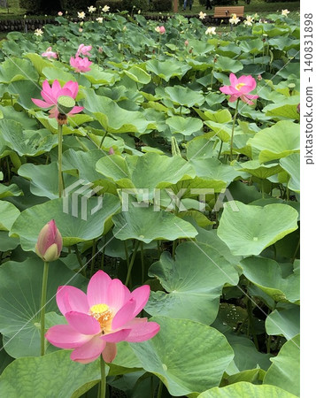 Landscape with lotus flowers Landscape with lotus flowers 140831898