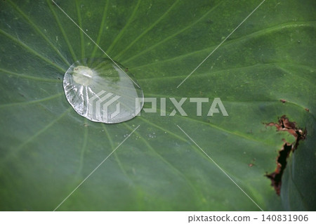 Water droplets accumulated in lotus leaves Water droplets accumulated in lotus leaves 140831906
