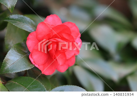 Camellia flower with thousands of layers 140831934