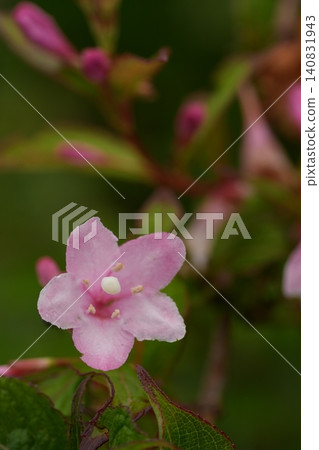 Weigela flowers I found in the park Weigela flowers I found in the park 140831943