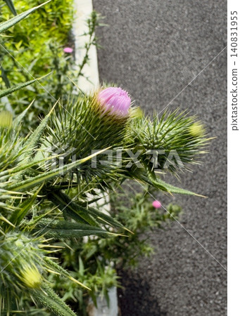 路邊盛開的美洲薊的花苞和刺 140831955