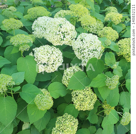 White hydrangea flowers blooming in lush green garden during summer White hydrangea flowers blooming in lush green garden during summer 140832111