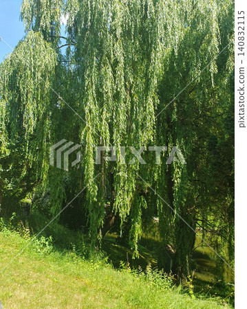 Beautiful weeping willow tree with lush green branches hanging over a peaceful river bank in a sunny park on a bright summer Beautiful weeping willow tree with lush green branches hanging over a peaceful river bank in a sunny park on a bright summer 140832115