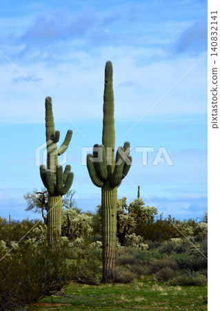 Old Saguaro Cactus Sonora desert Arizona Old Saguaro Cactus Sonora desert Arizona 140832141