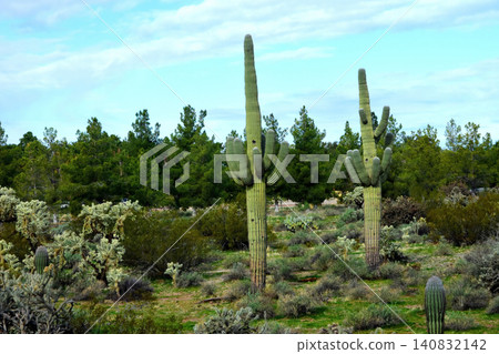Old Saguaro Cactus Sonora desert Arizona Old Saguaro Cactus Sonora desert Arizona 140832142