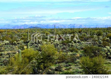 Old Saguaro Cactus Sonora desert Arizona 140832144