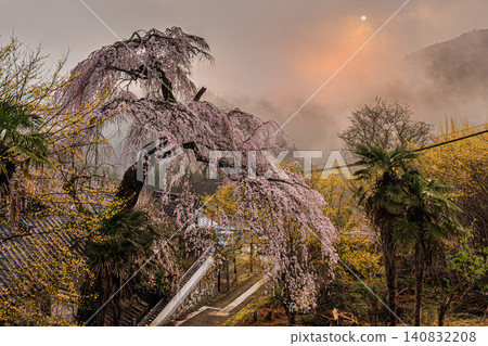 The weeping cherry tree at Kosenji Temple, a renowned temple in Gojo City, emits a divine light amidst the morning mist. The weeping cherry tree at Kosenji Temple, a renowned temple in Gojo City, emits a divine light amidst the morning mist. 140832208