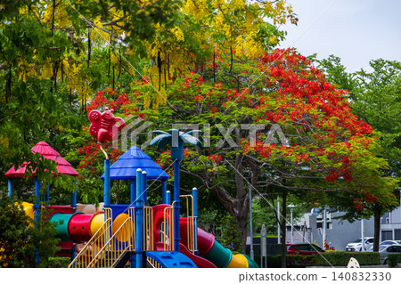 The colorful playground equipment in the city park is surrounded by red phoenix flowers and golden golden shower trees in full bloom. The colorful playground equipment in the city park is surrounded by red phoenix flowers and golden golden shower trees in full bloom. 140832330