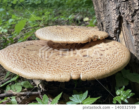 Mushrooms growing on forest floor with tree bark texture in natural light, suitable as background Mushrooms growing on forest floor with tree bark texture in natural light, suitable as background 140832599