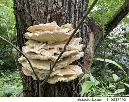 Mushroom formation growing on tree trunk in forest setting with green foliage background Mushroom formation growing on tree trunk in forest setting with green foliage background 140832600