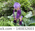 Iris flowers blooming in lush green garden background 140832603