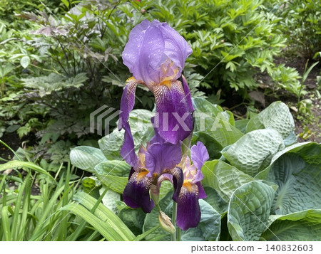 Iris flowers blooming in lush green garden background Iris flowers blooming in lush green garden background 140832603