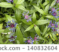 Purple cornflowers and lush green leaves with rain droplets forming natural background 140832604