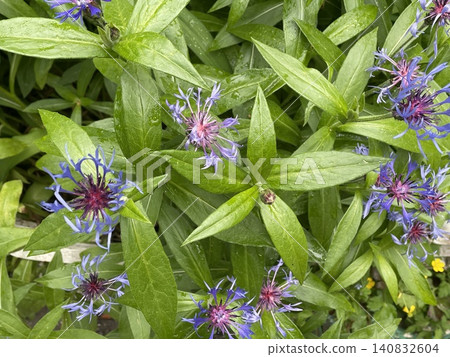 Purple cornflowers and lush green leaves with rain droplets forming natural background 140832604