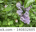 Lilac flower cluster with green leaves in natural outdoor setting background 140832605