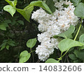 White lilac blossoms surrounded by lush green leaves in a natural outdoor setting 140832606
