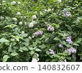 Lilac and white hydrangea bushes in full bloom with lush green leaves in a garden setting 140832607