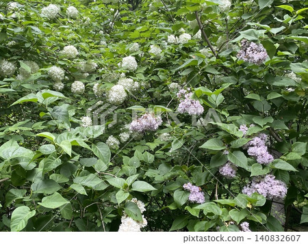 Lilac and white hydrangea bushes in full bloom with lush green leaves in a garden setting 140832607