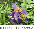 Purple iris flowers blooming in lush garden, surrounded by vibrant green leaves, close-up 140832608
