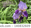 Purple irises with raindrops on petals among green foliage in a garden background 140832609
