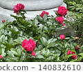Pink peonies blooming in garden near stone column, creating vibrant natural background 140832610