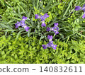 Purple irises with lush green foliage create a vibrant garden background 140832611