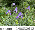 Purple irises blooming in lush garden, surrounded by green leaves and foliage 140832612
