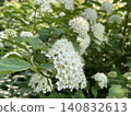 White spirea flowers blooming in lush green foliage with soft focus background 140832613