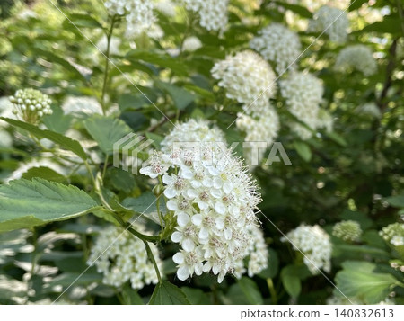 White spirea flowers blooming in lush green foliage with soft focus background White spirea flowers blooming in lush green foliage with soft focus background 140832613