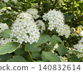 White flowers on green bush in sunny garden, featuring natural contrast and texture, spring background 140832614