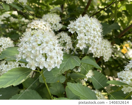 White flowers on green bush in sunny garden, featuring natural contrast and texture, spring background White flowers on green bush in sunny garden, featuring natural contrast and texture, spring background 140832614