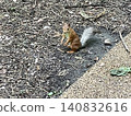 Squirrel standing on forest floor with greenery and pinecones, suitable for use as background 140832616