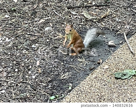 Squirrel standing on forest floor with greenery and pinecones, suitable for use as background Squirrel standing on forest floor with greenery and pinecones, suitable for use as background 140832616