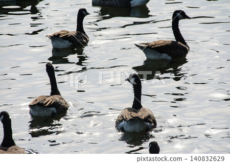 A flock of Canada geese swims on the surface of the Thames River, reflecting the backlight, near Eel Pie Island, outside London. A flock of Canada geese swims on the surface of the Thames River, reflecting the backlight, near Eel Pie Island, outside London. 140832629