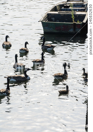 A flock of Canada geese swims on the surface of the Thames River, reflecting the backlight, near Eel Pie Island, outside London. A flock of Canada geese swims on the surface of the Thames River, reflecting the backlight, near Eel Pie Island, outside London. 140832630