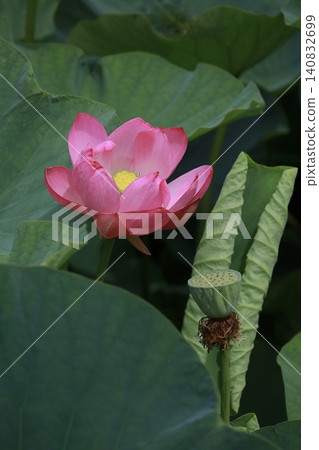 Lotus flowers, new lotus leaves, and lotus seeds Lotus flowers, new lotus leaves, and lotus seeds 140832699