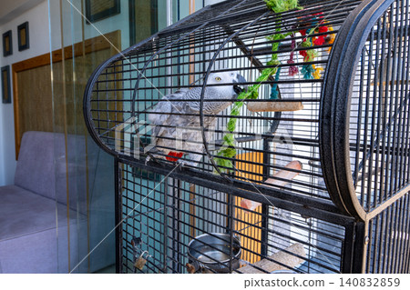 African grey parrot sitting inside a large metal cage with colorful toys in an indoor room African grey parrot sitting inside a large metal cage with colorful toys in an indoor room 140832859