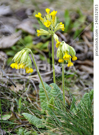 yellow blooming cowslip yellow blooming cowslip 140832953