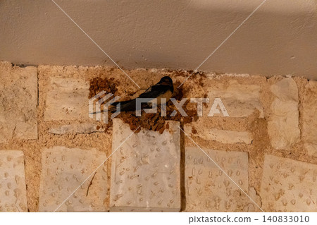 Barn swallow building a mud nest on a rustic stone wall Barn swallow building a mud nest on a rustic stone wall 140833010