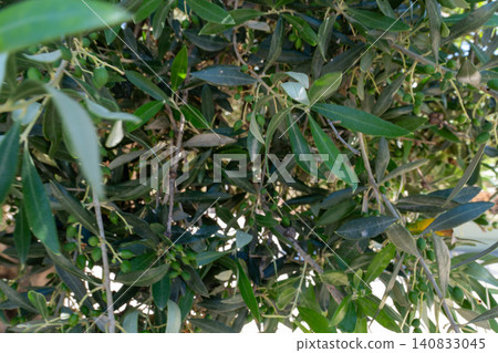 Close up of raw Koroneiki olive tree branch on Crete island Close up of raw Koroneiki olive tree branch on Crete island 140833045