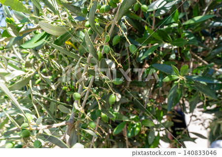 Close up of raw Koroneiki olive tree branch on Crete island Close up of raw Koroneiki olive tree branch on Crete island 140833046